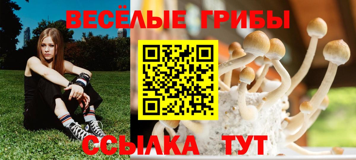 Псилоцибиновые грибы Psilocybine cubensis Солнечногорск