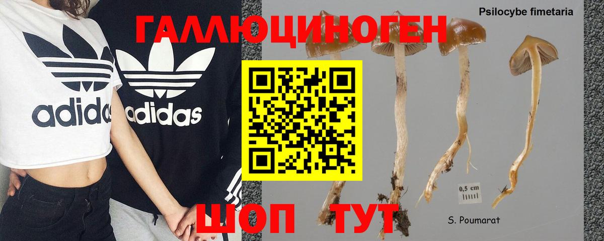 Солнечногорск  Псилоцибиновые грибы Psilocybe  Вход с VPN 